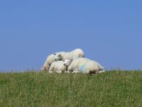 nordseeurlaub-entspannung